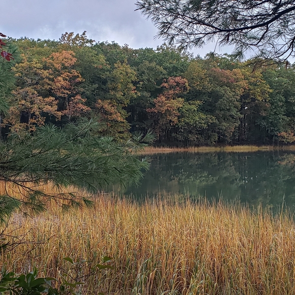 🌾Dansko Honey Clogs•Rustic Cottage•Western Tooled Belt•Tan•EU37/ 6.5-7 US - Picture 14 of 15